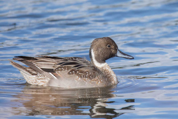Spießente - Steckbriefe, Bilder und Rufe - photo-natur.de