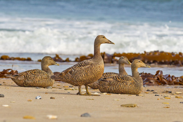 Eiderente, Somateria mollissima, Common Eider - 5