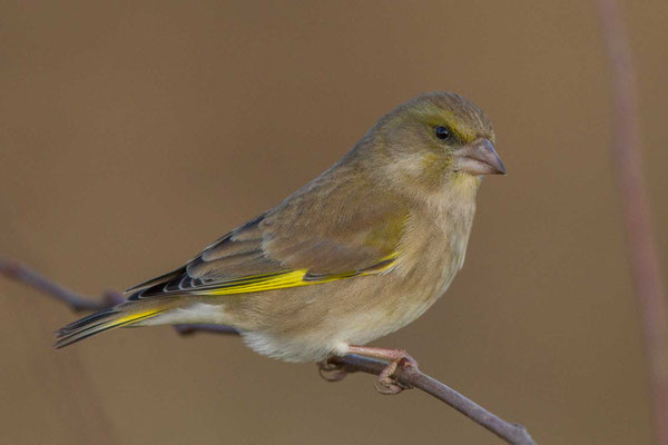 Grünfink (Carduelis chloris) - European greenfinch - 2