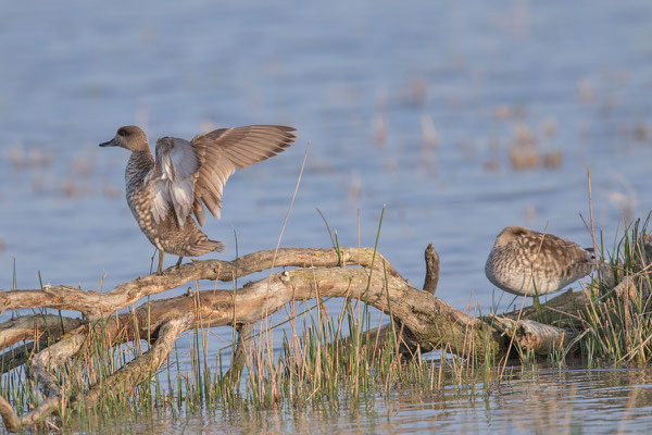 Marmelente, Marmaronetta angustirostris, Marbled Teal - 1