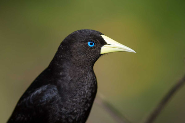 Rotbürzelkassike (Cacicus haemorrhous) - Red-rumped Cacique - 7