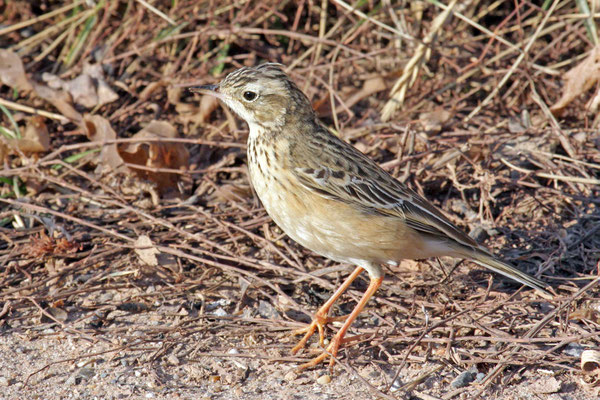 Steppenpieper (Anthus godlewskii) - Blyth's Pipit - 3