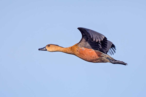 Flugbild einer Wanderpfeifgans in der Fogg Dam Conservation Area in Nordaustralien. 