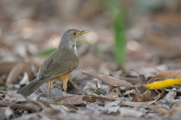 Rotbauchdrossel (Turdus rufiventris) - 3