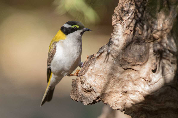 Goldmantel-Honigfresser, Golden-backed Honeyeater, Melithreptus laetior - 1