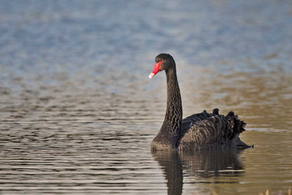 Trauerschwan (Cygnus atratus) - Black swan - 8