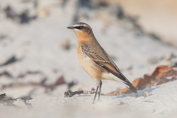 Männlicher Steinschmätzer im Ruhekleid im Oktober 2017 auf der Insel Helgoland. 