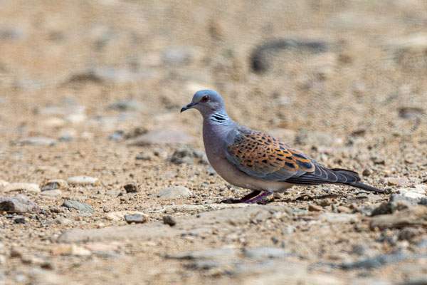 Turteltaube (Streptopelia turtur)