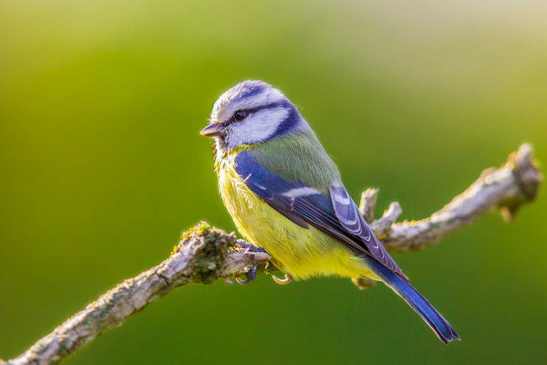 Blaumeise (Cyanistes caeruleus) - 5