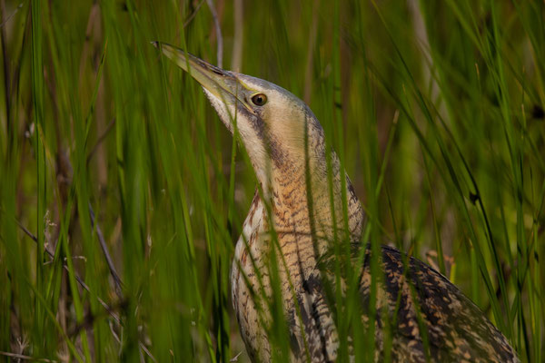 Rohrdommel (Botaurus stellaris)