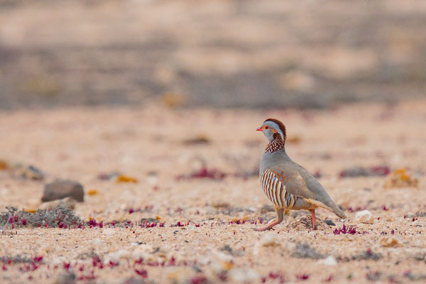 Felsenhuhn (Alectoris barbara) in der Steppe von Tindaya auf Fuerteventura. 