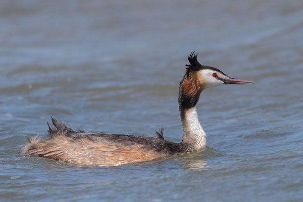 Haubentaucher (Podiceps cristatus) - 5