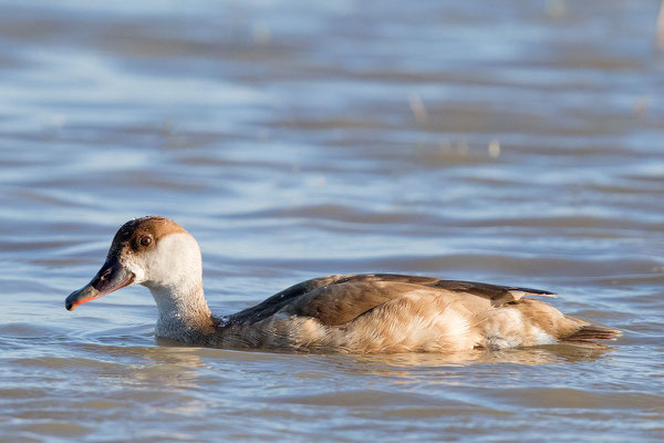 Kolbenente,  Netta rufina, Red-crested Pochard - 2