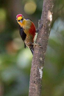 Goldmaskenspecht (Melanerpes flavifrons) - 2