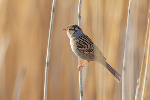 Fahlammer (Spizella pallida)