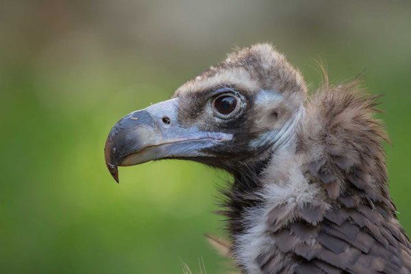 Mönchsgeier (Aegypius monachus) - Cinereous vulture - 1