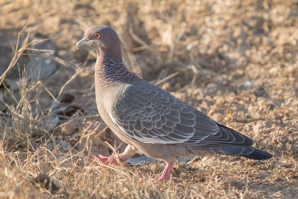 Picazurotaube (Patagioenas picazuro) - 1 