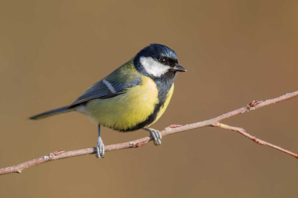 Kohlmeise (Parus major) - 1