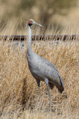 Brolga  Brolgakranich, Antigone rubicunda - 1