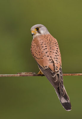 Männlicher Turmfalke (Falco tinnunculus) - 9