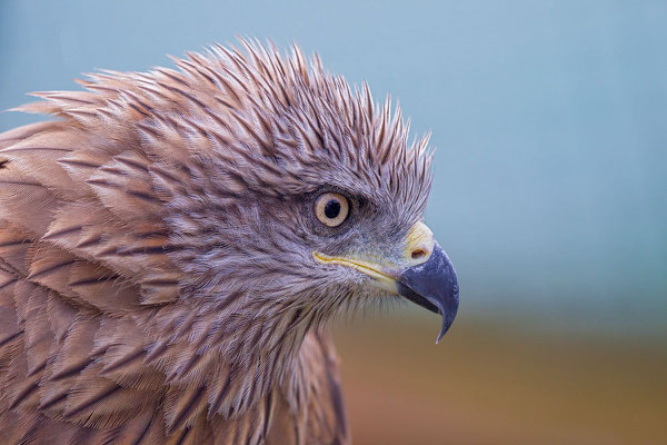 Schwarzmilan,  Black kite, Milvus migrans - 3