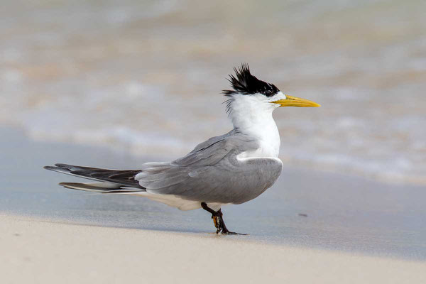 Eilseeschwalbe (Thalasseus bergii) - Greater crested tern - 7