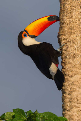 Riesentukan (Ramphastos toco) - 4