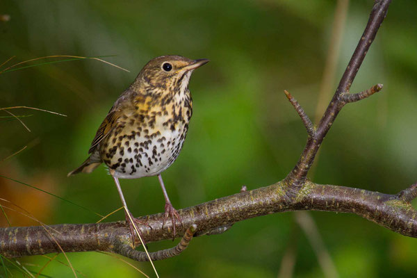 Singdrossel (Turdus philomelos) - 3