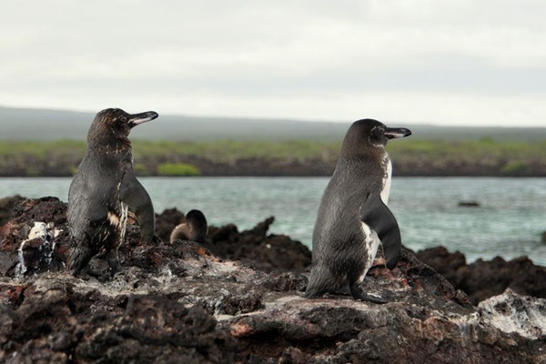 Galapagos Pinguine