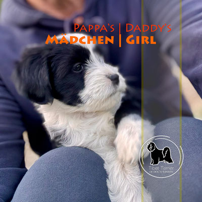 Tibet Terrier Welpe, Hündin, schwarz-weiß
