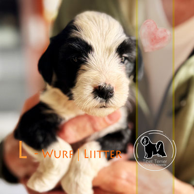 Tibet Terrier Welpe_Hündin