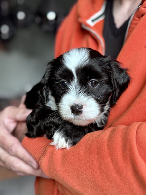 Tibet-Terrier-Welpe wird auf dem Arm getragen und genießt die Nähe seines Menschen während der frühen Sozialisierung.