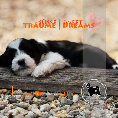 Tibet Terrier Welpen - Spielen macht Müde.