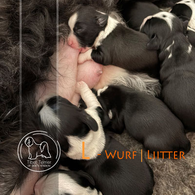 Tibet Terrier Welpen_L-Wurf of Dog's Wisdom 2025_an der Milchbar