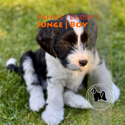 Tibet Terrier Welpe, Rüde, schwarz-weiß