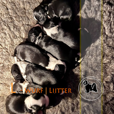 Tibet Terrier Welpen_L-Wurf of Dog's Wisdom 2025