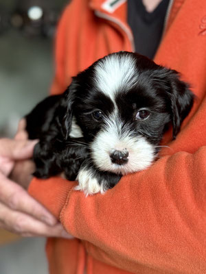 Junger Tibet-Terrier-Welpe liegt entspannt auf dem Arm einer Person und schaut aufmerksam in die Kamera.