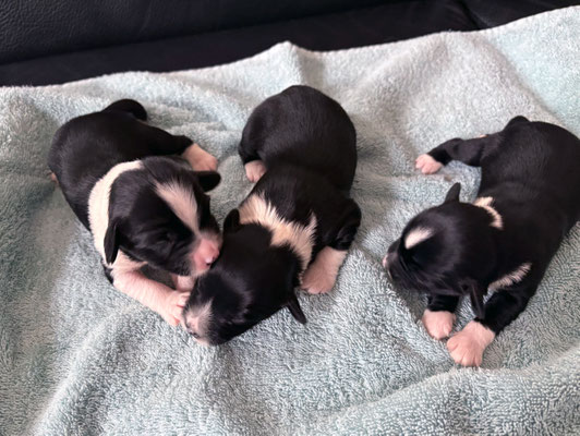 3 Rüden | Dogs