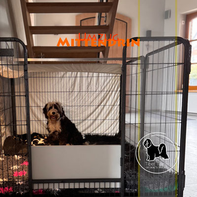 Tibet Terrier Welpen_L-Wurf of Dog's Wisdom 2025_Woche 3