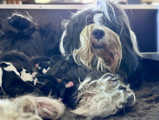 Tibet Terrier Welpen M-Wurf 2026 Geburt - im Nest