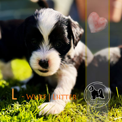 Tibet Terrier Welpen - das erste Mal draußen.