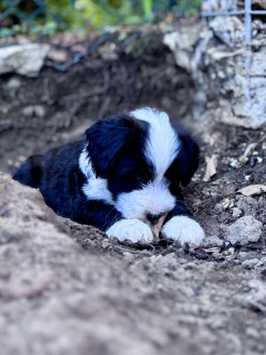 Tibet-Terrier-Welpe erkundet neugierig einen Garten und beobachtet aufmerksam seine Umgebung.