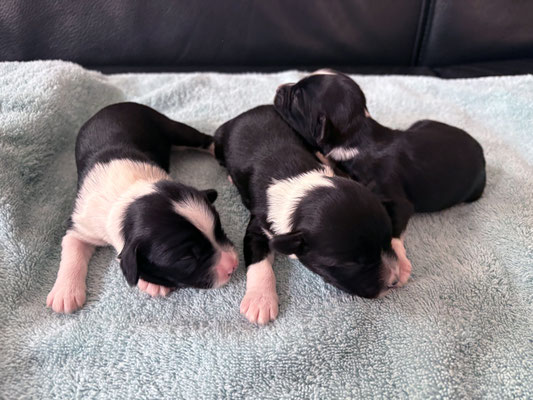 3 Rüden | Dogs