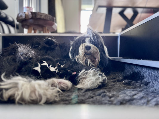 Tibet Terrier Welpen M-Wurf 2026 Geburt - bei Mutter Gin