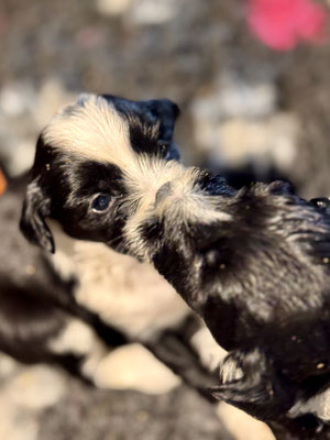 Tibet Terrier Welpen_L-Wurf of Dog's Wisdom 2025_Woche 4_wir werden agiler