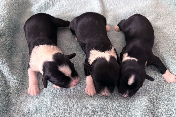 3 Rüden | Dogs
