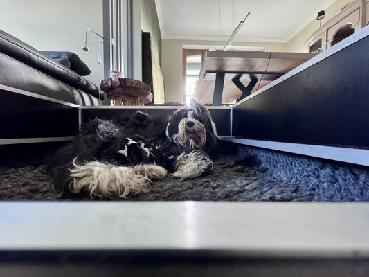 Tibet Terrier Welpen M-Wurf 2026 Geburt - frisch geboren