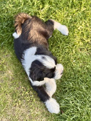 Tibet Terrier Welpen - Wurf E bei Dog's Wisdom, sanft & liebevoll