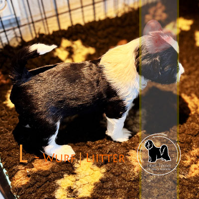 Tibet Terrier Welpe_Rüde