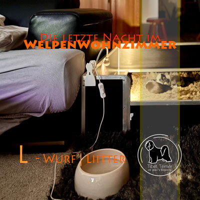 Tibet Terrier Welpen_L-Wurf of Dog's Wisdom 2025_Woche 3